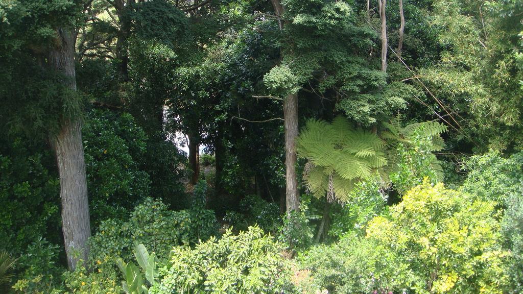 By The Park B & B Whangarei Rom bilde